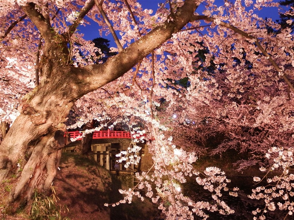昼桜と夜桜（弘前さくらまつり）』 富士フイルム FinePix S1 の