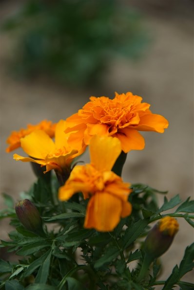 シグマ 24-135mm F2.8-4.5 価格比較 - 価格.com