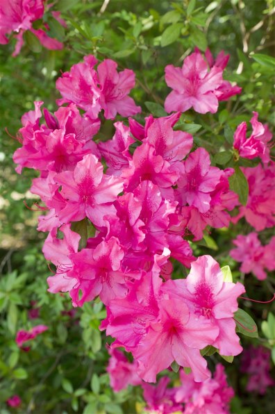 京セラ Carl Zeiss Distagon T* 45mm F2.8で撮影された写真 - 価格.com