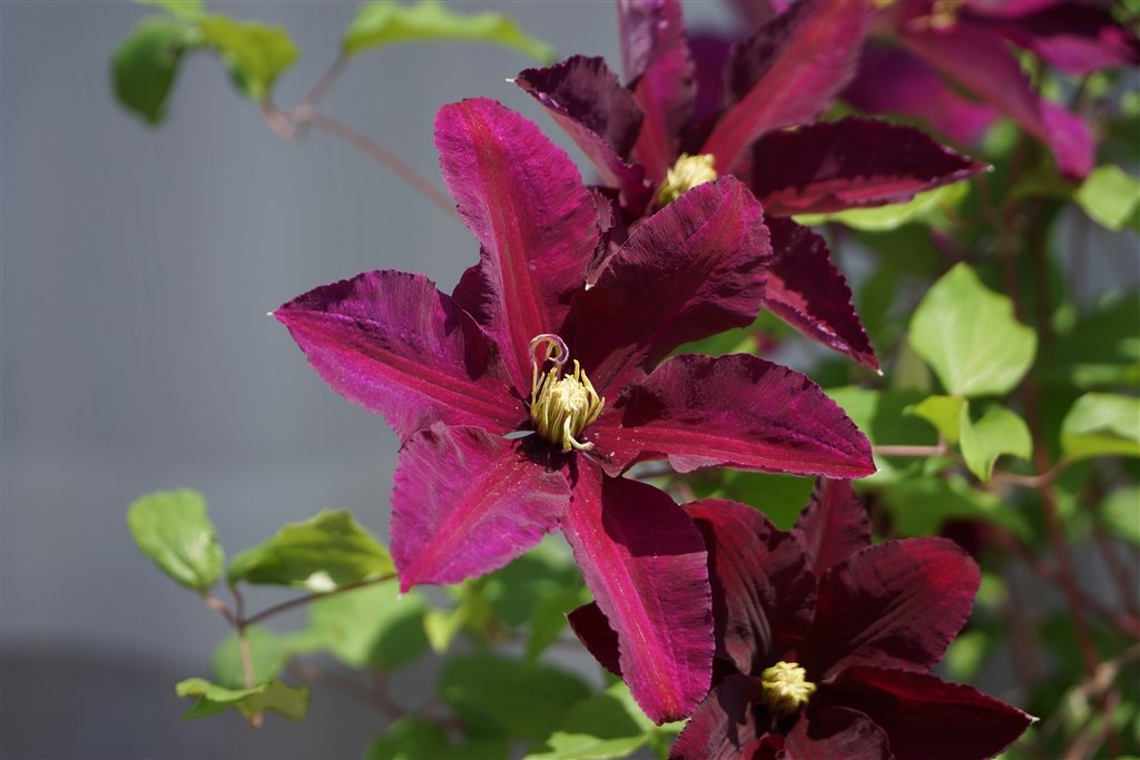 便利です』 SONY E PZ 18-105mm F4 G OSS SELP18105G のクチコミ 便利です』 SONY E PZ 18-105mm F4 G OSS SELP18105G のクチコミ