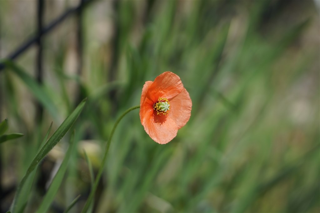 便利です』 SONY E PZ 18-105mm F4 G OSS SELP18105G のクチコミ 便利です』 SONY E PZ 18-105mm F4 G OSS SELP18105G のクチコミ