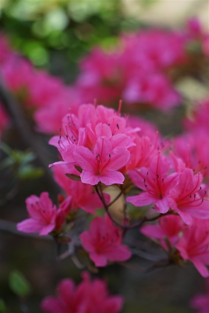 便利です』 SONY E PZ 18-105mm F4 G OSS SELP18105G のクチコミ 便利です』 SONY E PZ 18-105mm F4 G OSS SELP18105G のクチコミ