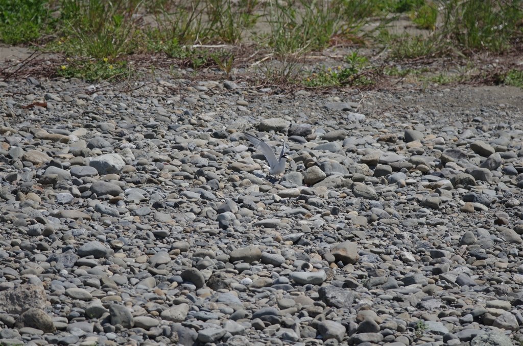 タムロンSP500mmF8とケンコー500mmF6.3DX撮り比べ』 TAMRON SP 500mm F