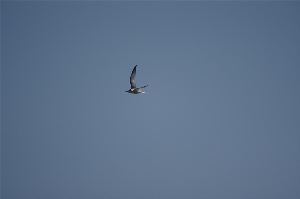 タムロンSP500mmF8とケンコー500mmF6.3DX撮り比べ』 TAMRON SP 500mm F