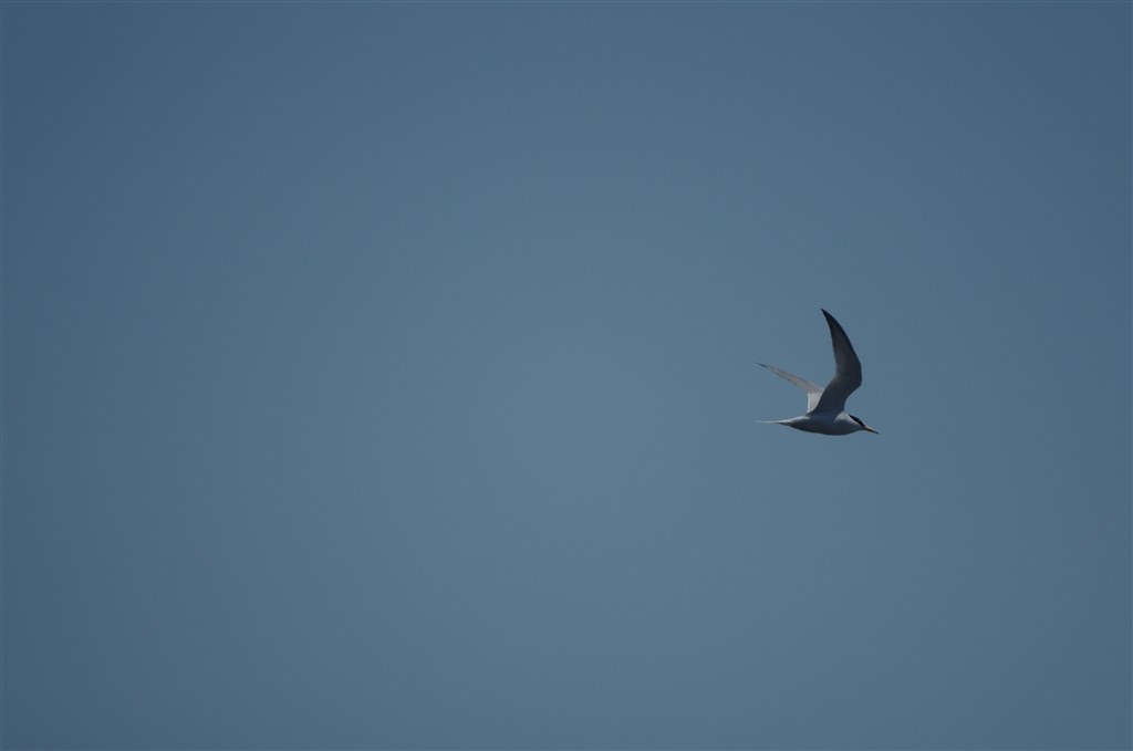 タムロンSP500mmF8とケンコー500mmF6.3DX撮り比べ』 TAMRON SP 500mm F