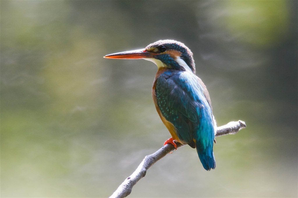 ★野鳥・スポーツ撮影に威力を発揮！★Nikon D7100★高精度なピント合わせ ☆野鳥・スポーツ撮影に威力を発揮！☆Nikon D7100☆高精度なピント合わせ