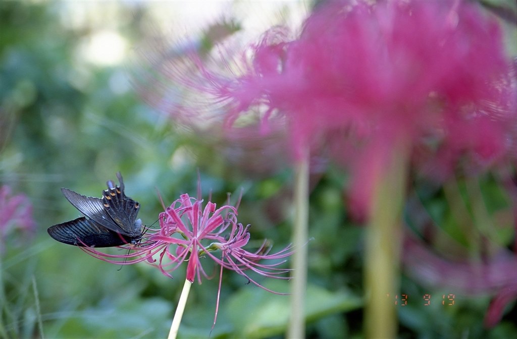 値上がりしました』 TAMRON SP AF 28-75mm F/2.8 XR Di LD