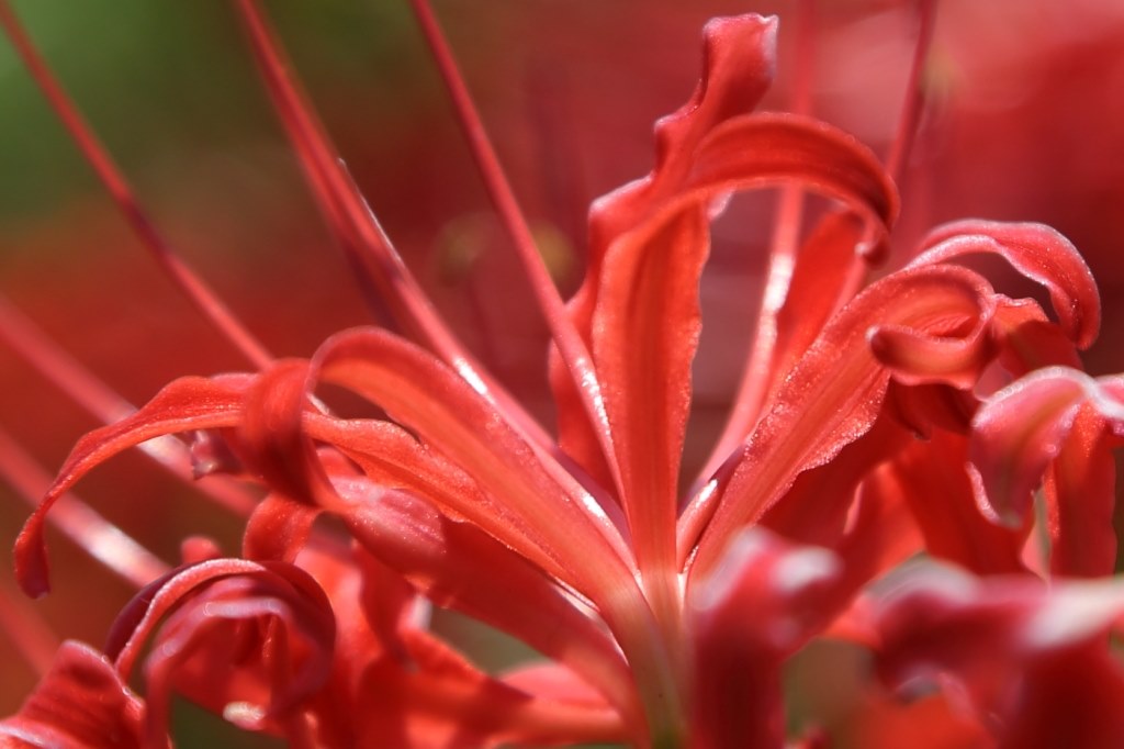 EF24-105mm F4 ボケ？ ソフト？』 CANON EF24-105mm F4L IS USM の