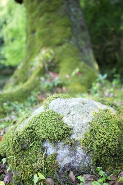 京セラ Carl Zeiss Distagon T* 45mm F2.8で撮影された写真 - 価格.com