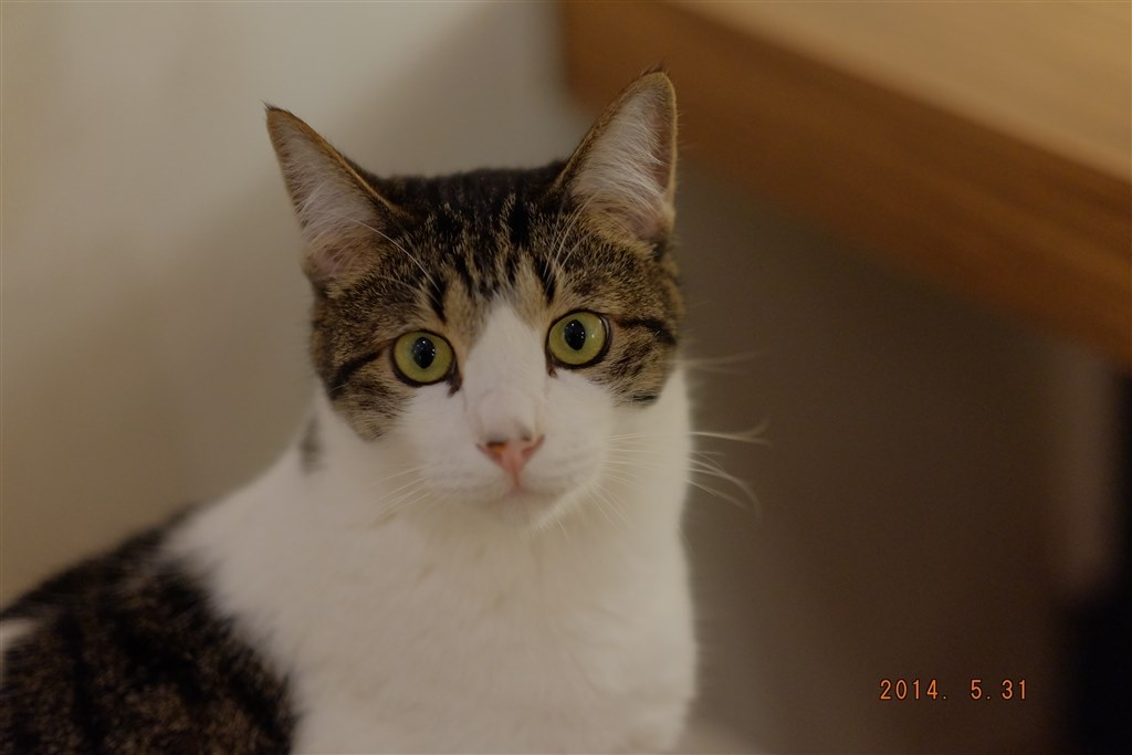 Xc56で猫カフェ 富士フイルム フジノンレンズ Xf56mmf1 2 R のクチコミ掲示板 価格 Com