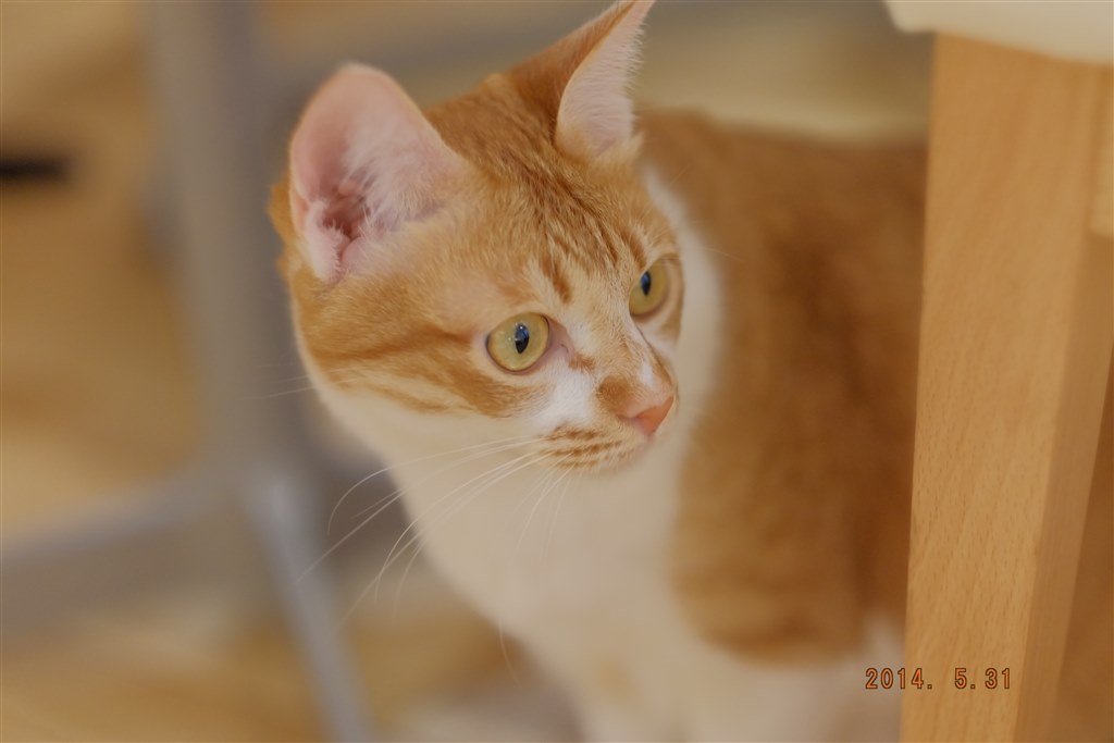 Xc56で猫カフェ 富士フイルム フジノンレンズ Xf56mmf1 2 R のクチコミ掲示板 価格 Com