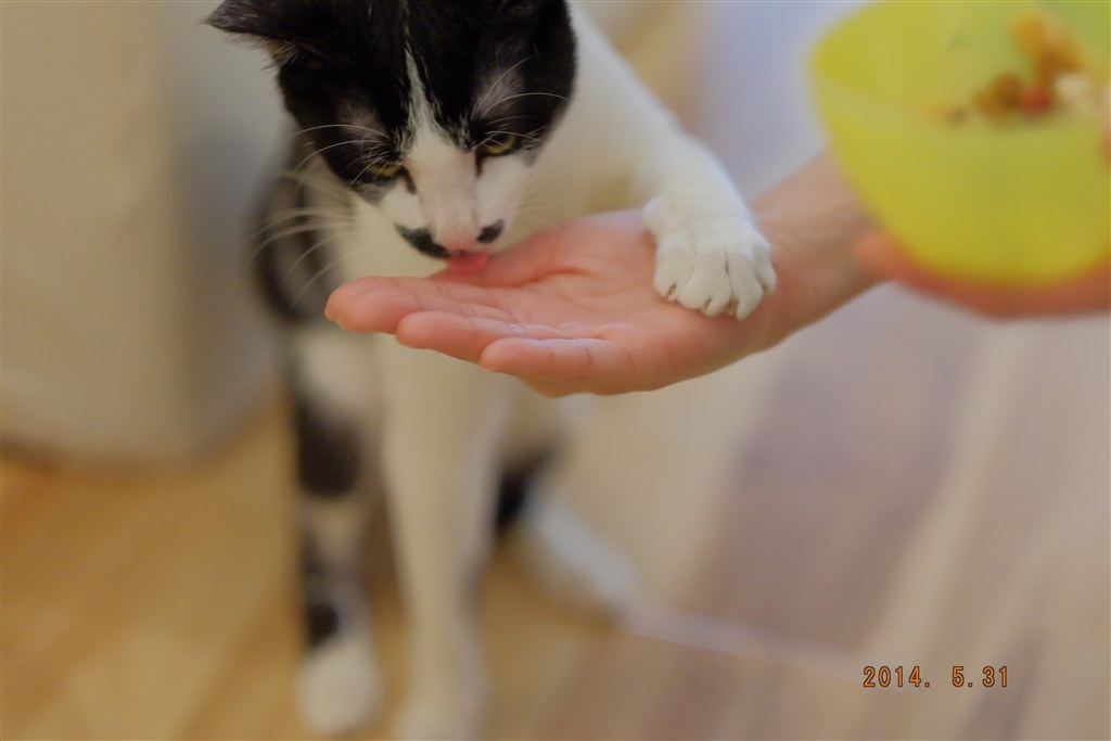 Xc56で猫カフェ 富士フイルム フジノンレンズ Xf56mmf1 2 R のクチコミ掲示板 価格 Com