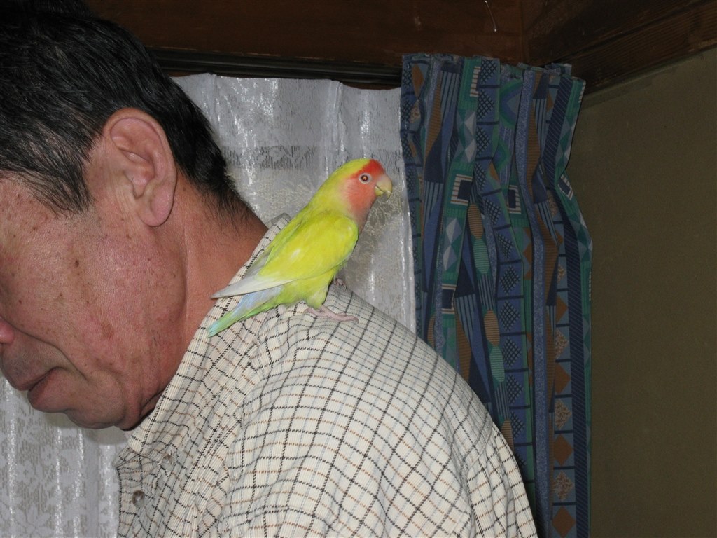 手乗り インコ コザクラインコ のクチコミ掲示板 価格 Com