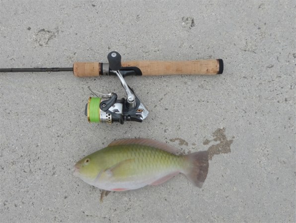 SONY サイバーショット DSC-WX100 (T) [ブラウン]投稿画像・動画