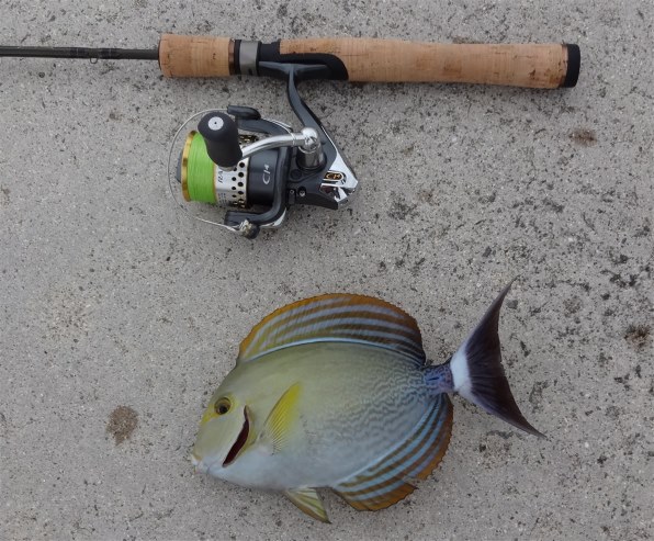 SONY サイバーショット DSC-WX100 (T) [ブラウン]投稿画像・動画