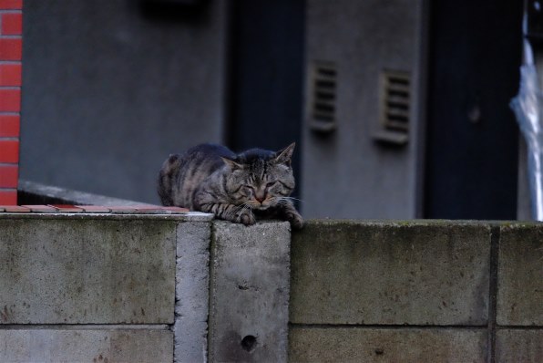 あなたが好きなネコの写真を見せて頂けませんか Part6 クチコミ掲示板 価格 Com