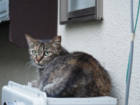 あなたが好きなネコの写真を見せて頂けませんか Part6 クチコミ掲示板 価格 Com