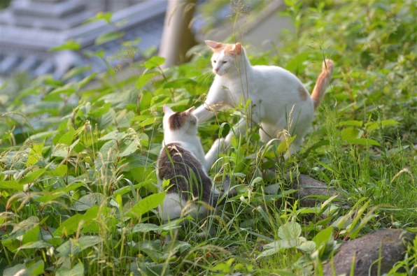 あなたが好きなネコの写真を見せて頂けませんか?Part6 あなたが好きなネコの写真を見せて頂けませんか?Part6
