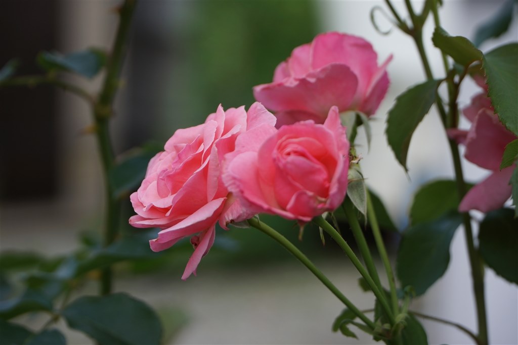 便利です』 SONY E PZ 18-105mm F4 G OSS SELP18105G のクチコミ 便利です』 SONY E PZ 18-105mm F4 G OSS SELP18105G のクチコミ