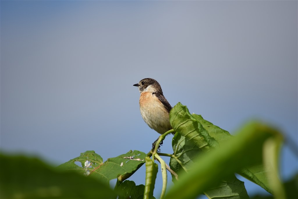 カメラNIKKOR55-300最後に作例を貼ってます。 AFの使用可能 - レンズ