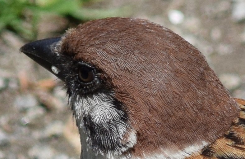 鳥の作例』 ニコン AF-S DX NIKKOR 55-300mm f/4.5-5.6G ED VR の