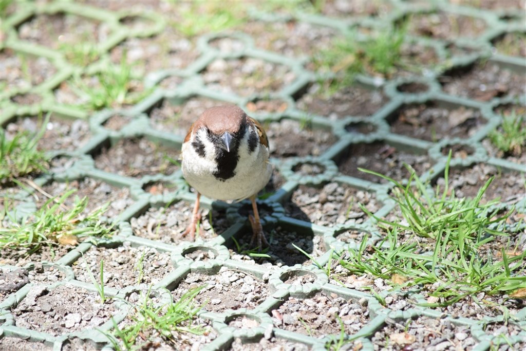 鳥の作例』 ニコン AF-S DX NIKKOR 55-300mm f/4.5-5.6G ED VR