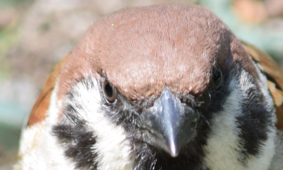 鳥の作例』 ニコン AF-S DX NIKKOR 55-300mm f/4.5-5.6G ED VR の