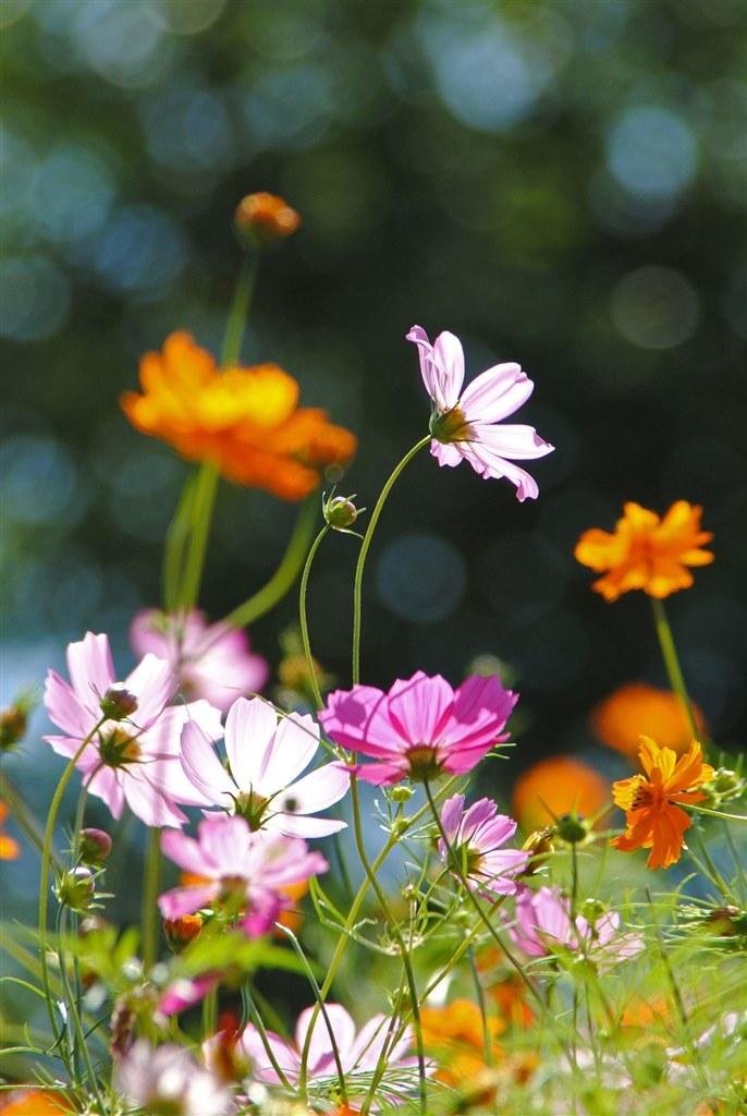 作例がないので・・・人柱!?』 TAMRON AF 28-300mm Ultra Zoom 作例がないので・・・人柱!?』 TAMRON AF 28-300mm Ultra Zoom