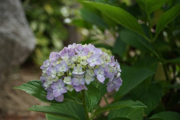 ★極美品 Zeiss Vario-Sonnar 28-80 3.5-5.6 T* Carl Zeiss Vario-Sonnar T* 28-80mm F/3.5-5.6 | LENS-DB.COM