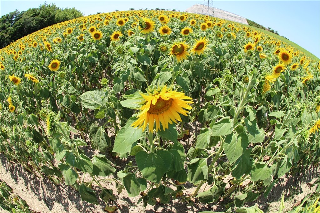 魚眼でひまわり畑を撮影したらどうなるか実験した シグマ 10mm F2 8 Ex Dc Fisheye Hsm ｷﾔﾉﾝ用 のクチコミ掲示板 価格 Com