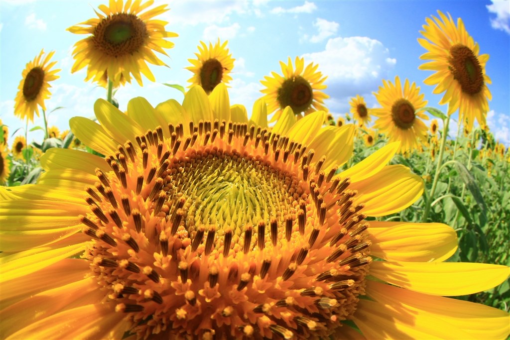 魚眼でひまわり畑を撮影したらどうなるか実験した シグマ 10mm F2 8 Ex Dc Fisheye Hsm ｷﾔﾉﾝ用 のクチコミ掲示板 価格 Com