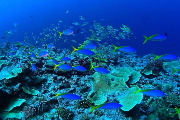 オリンパス PT-053 防水プロテクター 価格比較 - 価格.com