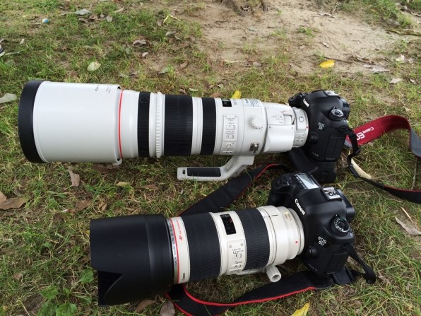 CANON EF800mm F5.6L IS USM投稿画像・動画 - 価格.com