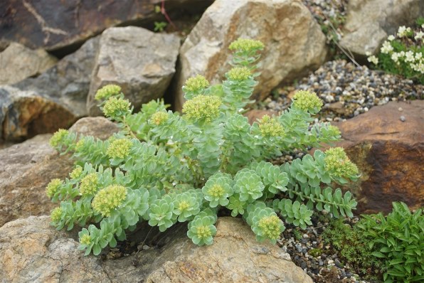 京セラ Carl Zeiss Vario-Sonnar T* 28-80mm F3.5-5.6投稿画像・動画