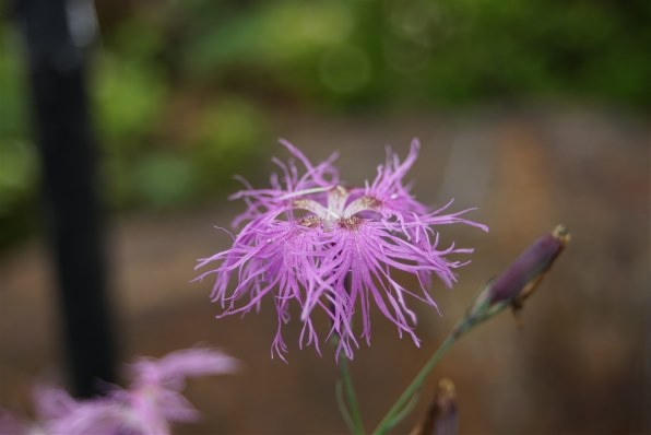 京セラ Carl Zeiss Vario-Sonnar T* 28-80mm F3.5-5.6投稿画像・動画