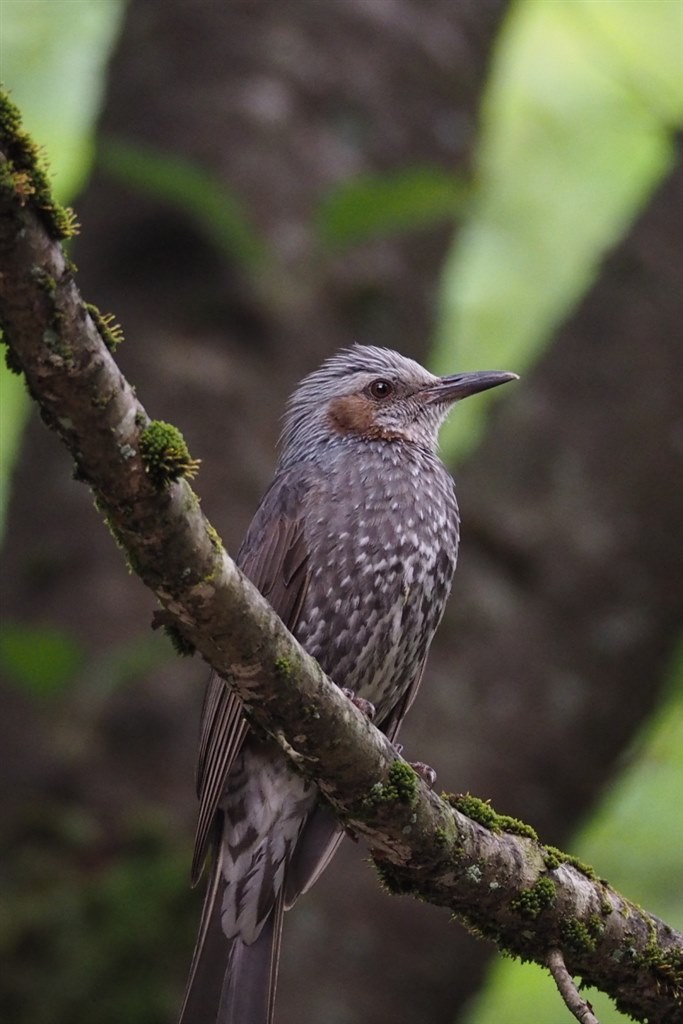 野鳥に悪戦苦闘 でも愉しい オリンパス M Zuiko Digital Ed 75 300mm F4 8 6 7 Ii ブラック のクチコミ掲示板 価格 Com