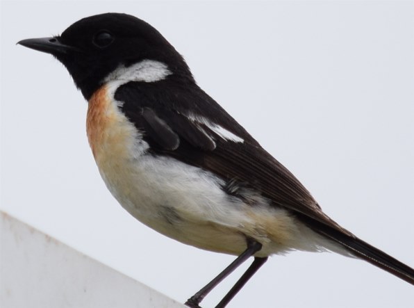 鳥の作例』 ニコン AF-S DX NIKKOR 55-300mm f/4.5-5.6G ED VR