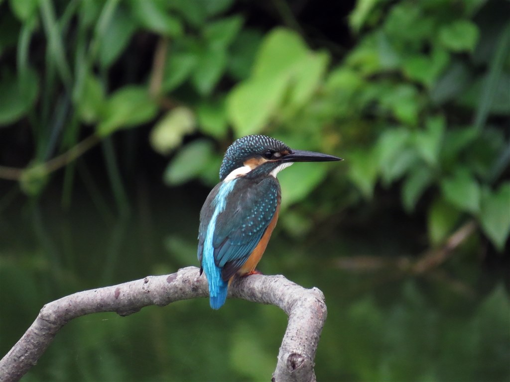 Sx50hs お気楽野鳥撮影を楽しもう Part 31 Canon Powershot Sx50 Hs のクチコミ掲示板 価格 Com
