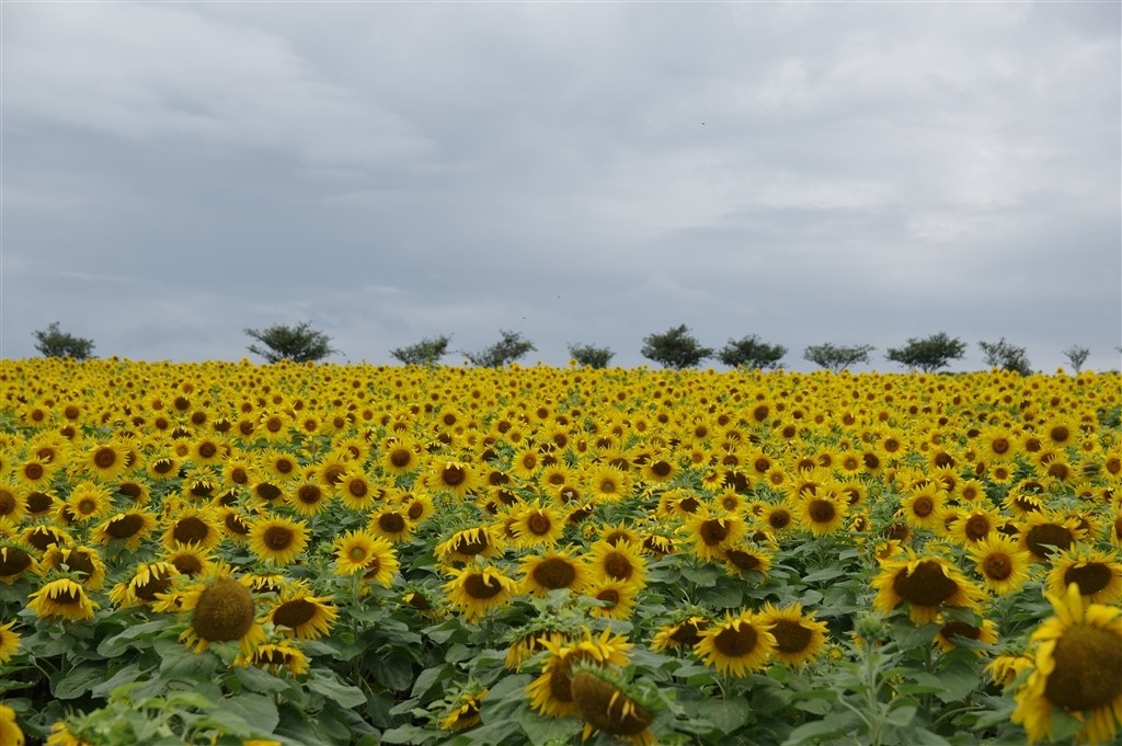 広大な花畑の写真みせてください クチコミ掲示板 価格 Com