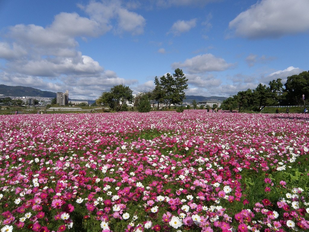 無料ダウンロード花畑 壁紙 高画質 花の画像