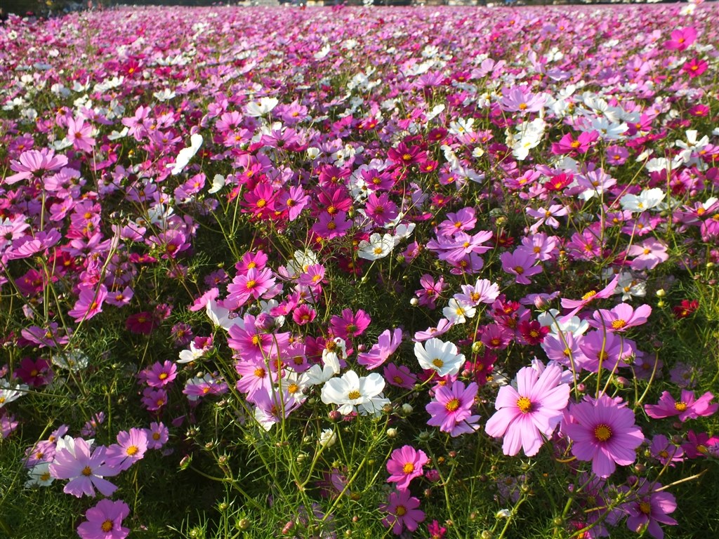 広大な花畑の写真みせてください クチコミ掲示板 価格 Com