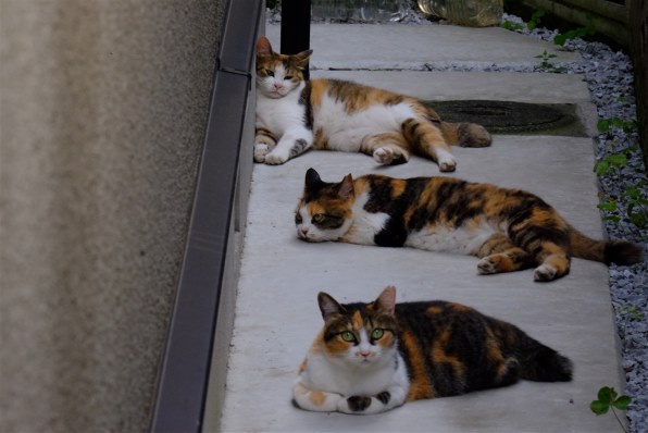 猫A 画像1 ＋ 8 画像19おまけ！　最終値下げしました！ 成長した猫達♪♪ - YouTube