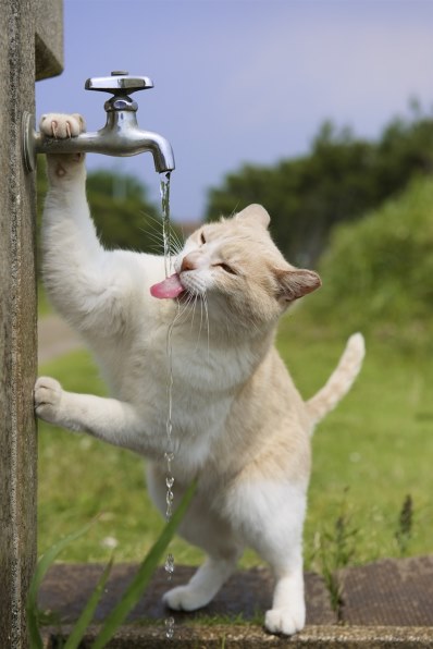 【猫】おまとめ売り2件 ふとましいねこ（くろ）【受注生産】お弁当ねこの猫部分 | まめ
