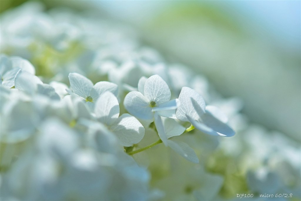 次のレンズ（単焦点）』 ニコン D7100 18-105 VR レンズキット の