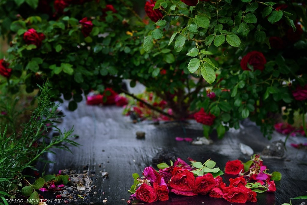 衝撃 価格変更 極上 D700 S数3401回.単集点 50m1.4付き シグマ 105mm