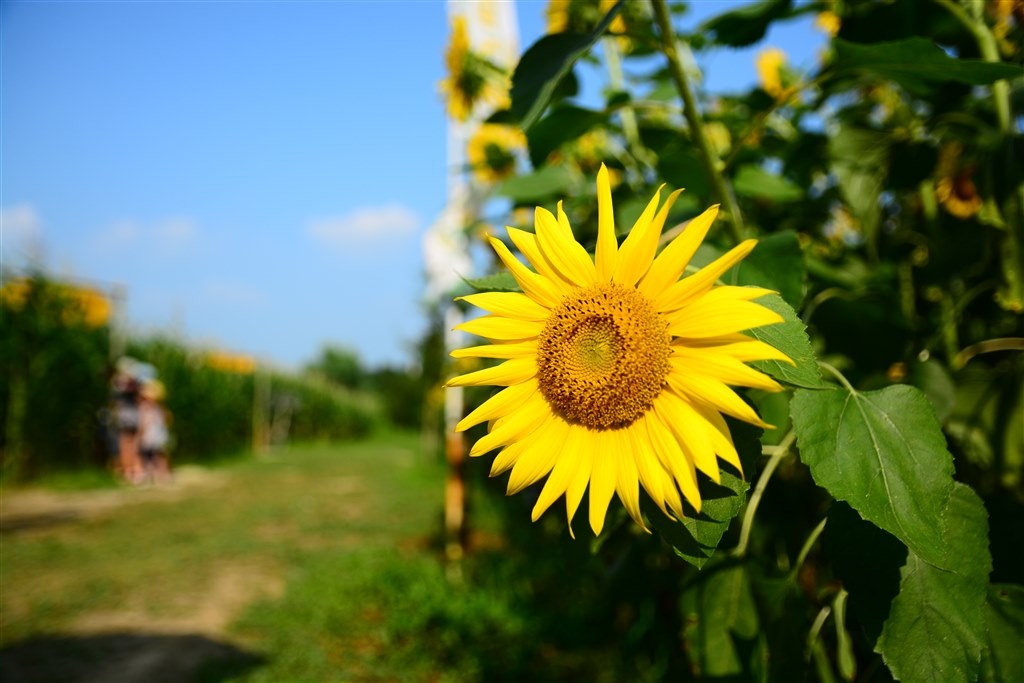 ハンターマウンテンゆりパークに行ってきました ニコン D7100 ボディ のクチコミ掲示板 価格 Com