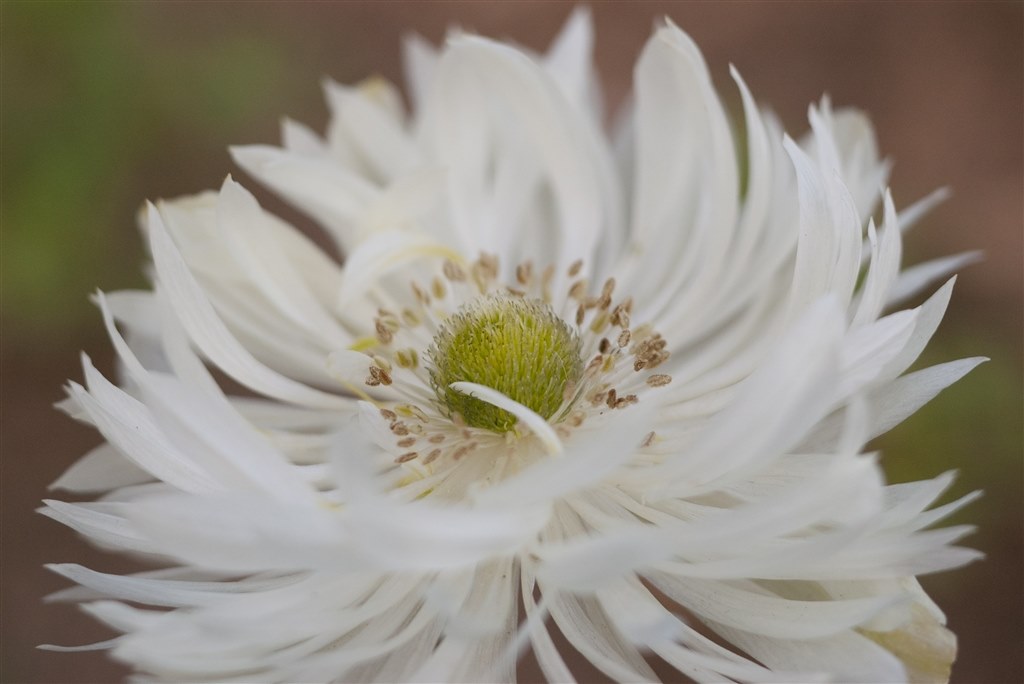 超美品 SP.Di AF 90mm f2.8 MACRO ペンタックス C920 Amazon | TAMRON 単焦点マクロレンズ SP AF90mm F2.8 Di MACRO 1