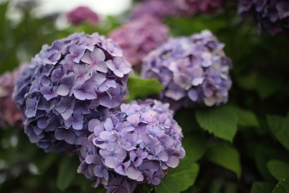 SAMYANG 35mm F1.4 Aspherical IF [キヤノン用]投稿画像・動画 - 価格.com