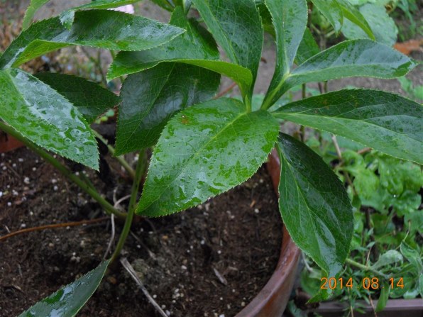 ニコン COOLPIX S570で撮影された写真 - 価格.com