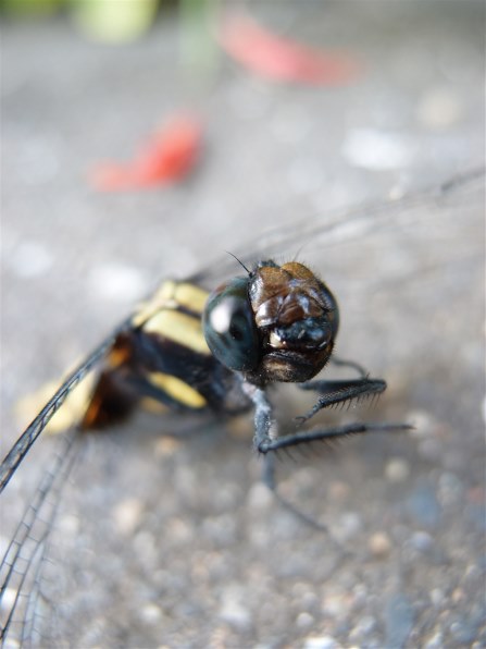 持ってて良かったXZ1！生き物作例編』 オリンパス OLYMPUS XZ-1 の